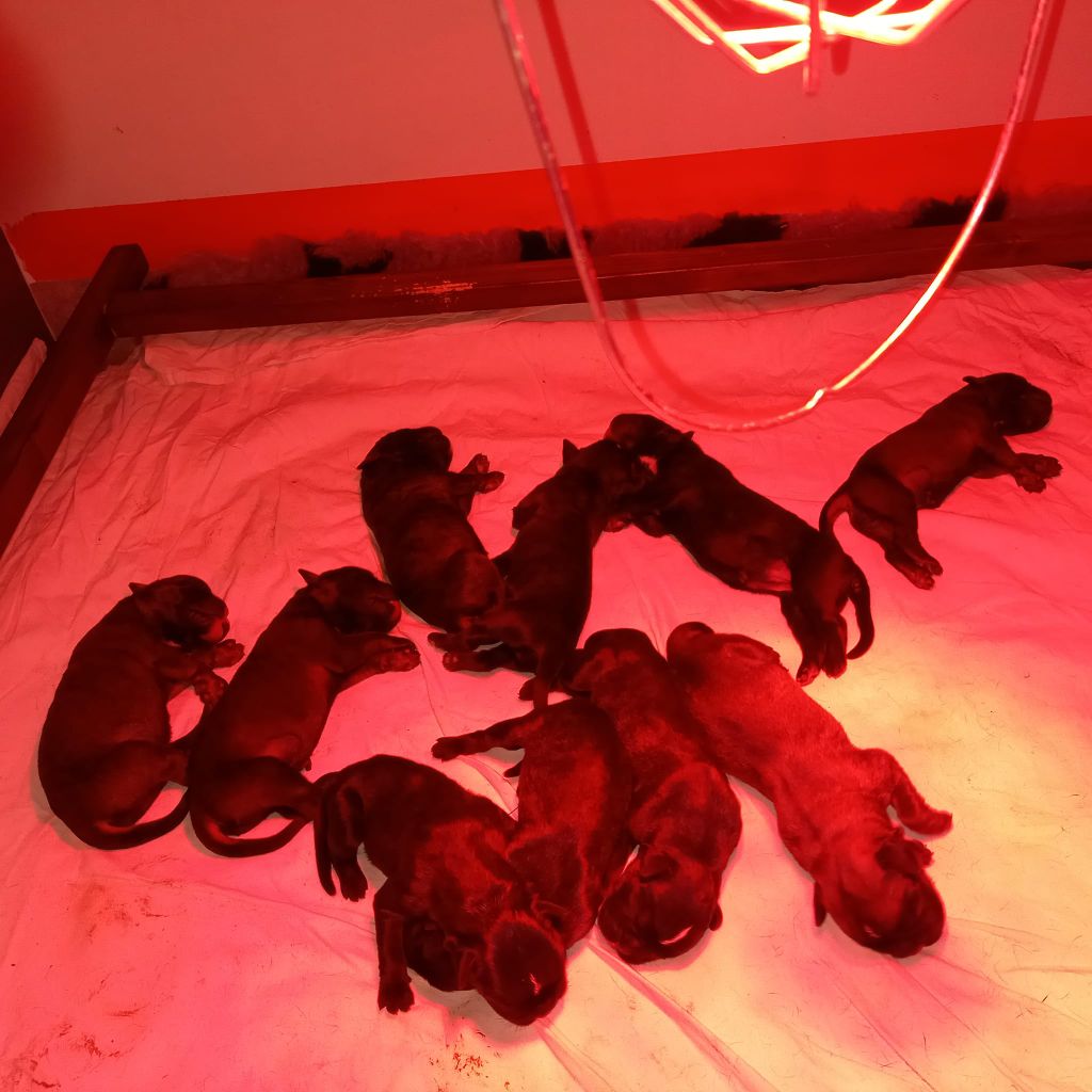 chiots