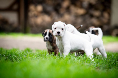 CHIOT