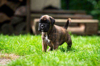 CHIOT