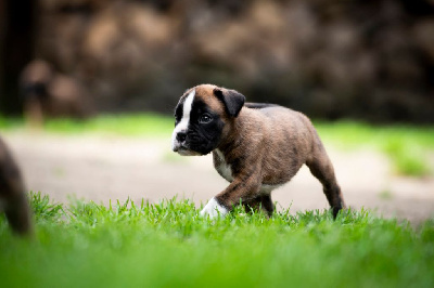 CHIOT