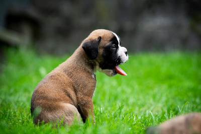 CHIOT