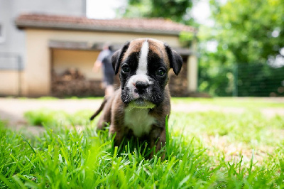 CHIOT