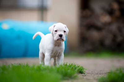 CHIOT