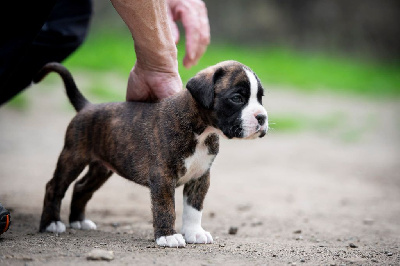 CHIOT
