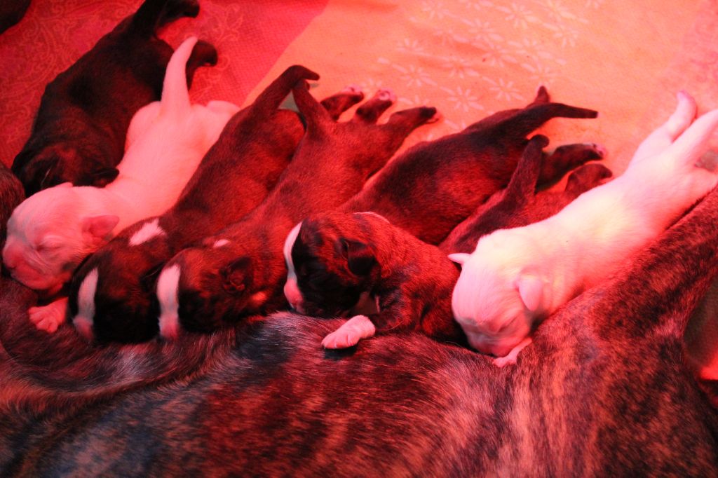 Chiot Boxer Des Alérions D'Argent